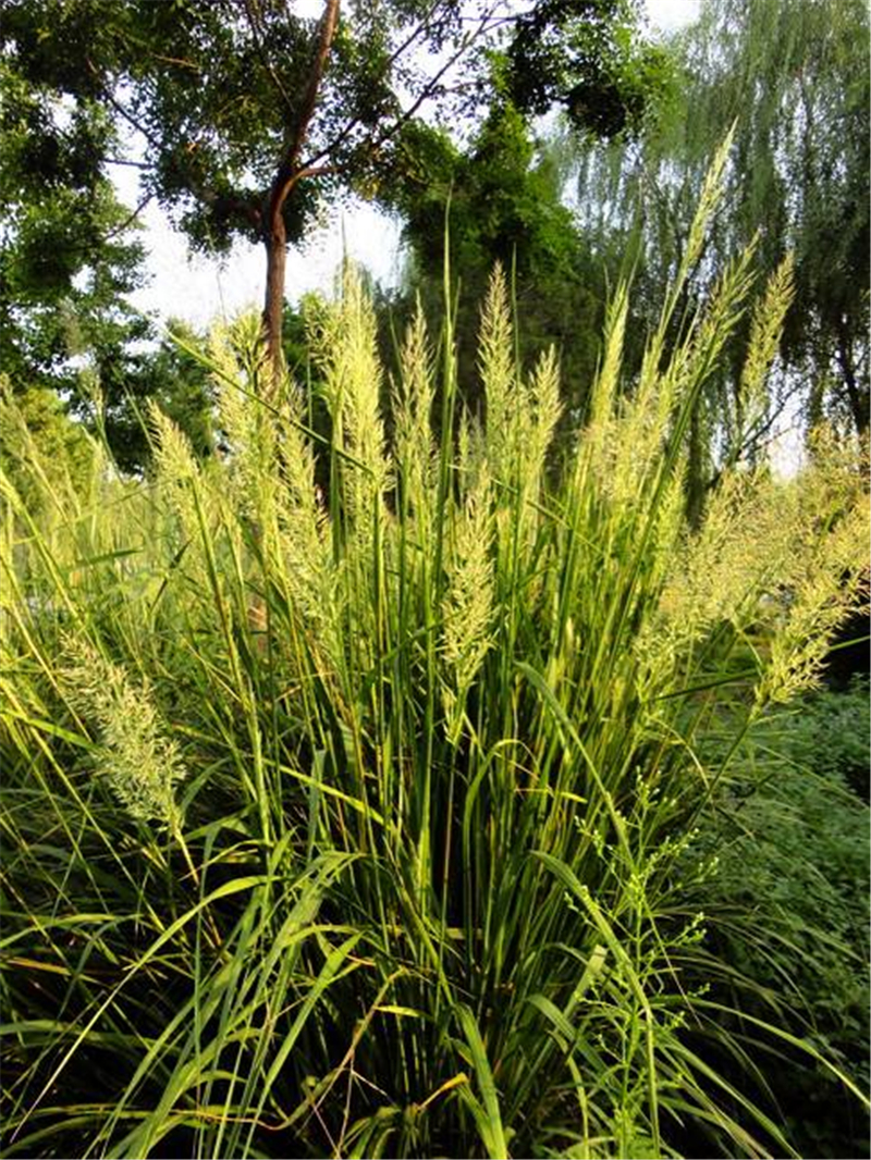 草地早熟禾:又叫肯塔基早熟禾,肯塔基蓝草,蓝草.有地下生长的根茎.