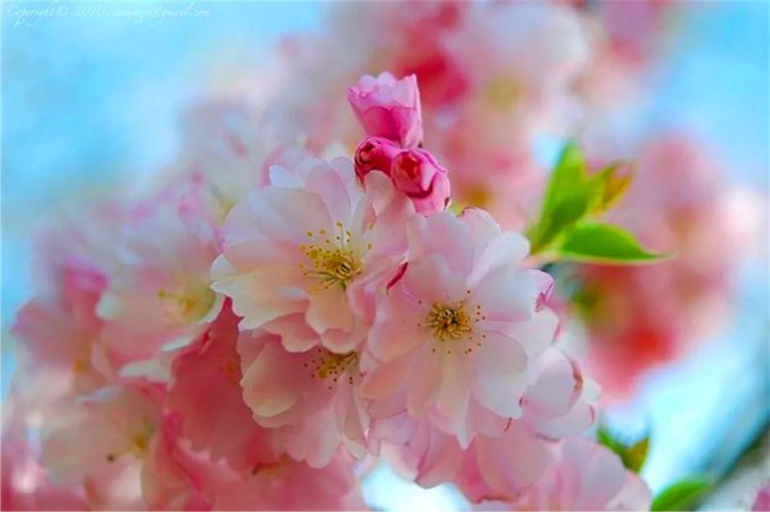 日本国花樱花